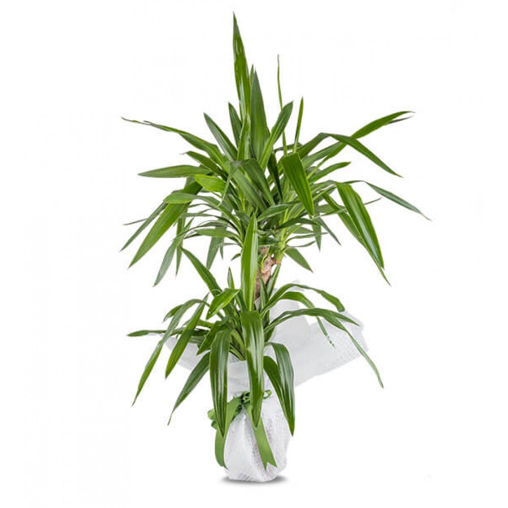 Yucca Saksı Çiçeği